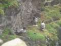Light-mantled Sooty Albatross